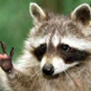 Meet your Posher, Piper